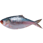 two-fresh-hilsa-fish-close-view-isolated-white-background_150101-919