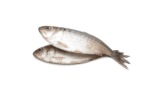 two-fresh-hilsa-fish-close-view-isolated-white-background_150101-919